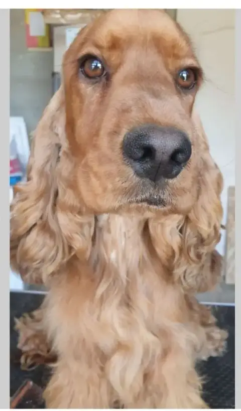 Cocker Spaniel Anglais  Collier Jaune De La Constella ca96c photo 3