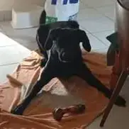 Chien Jory À L Adoption