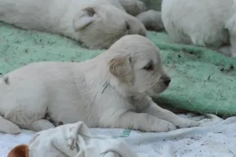 Golden Retriever  Miss Bleu Des Lukiémilove photo 2