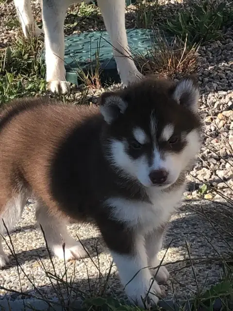 Siberian Husky  Collier Vert Of The Southern Mountain bbfcd photo 2