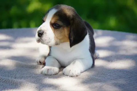 Beagle  Chiot N°3 Forgiveness American Dog photo 2
