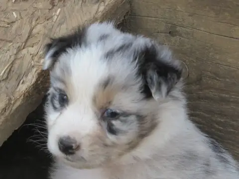 Berger Australien 
                        Chiot N°4  84381 photo 2