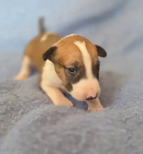 Bull Terrier  Chiot 5 By The Wall photo 2