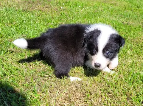 Border Collie photo 2