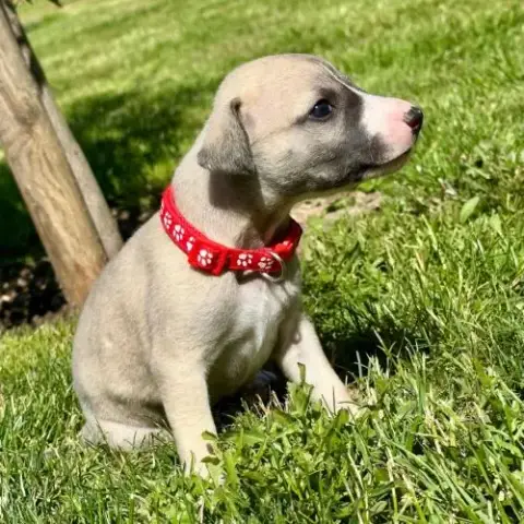 Chiot