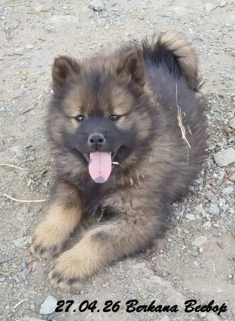 Eurasier  Berkana Beebop Des Crinières De Feu