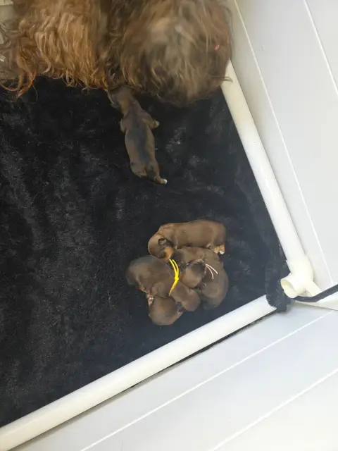 Bichon Havanais  Chiot 4 Du Rocher De La Haute Vilain b6e42