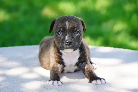 Staffordshire Bull Terrier  Chiot N°1 Forgiveness Ame 9d7da photo 2