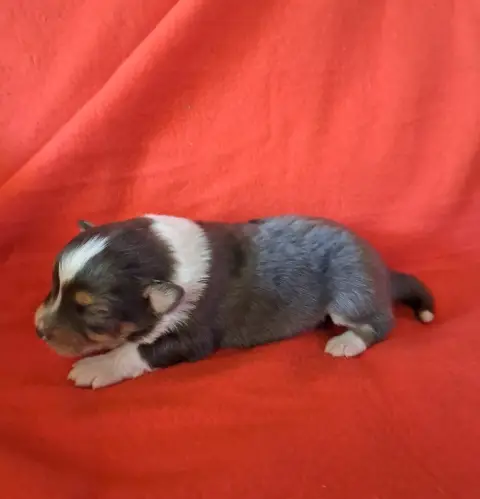 Berger Australien  Chiot 6 De La Pierre Du B'Ressieux 6f681 photo 3