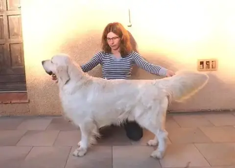 Golden Retriever  Mr Gris Hearunes photo 3