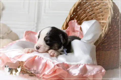 Berger Australien  Chiot N°8 Des Légendes De Maika photo 3