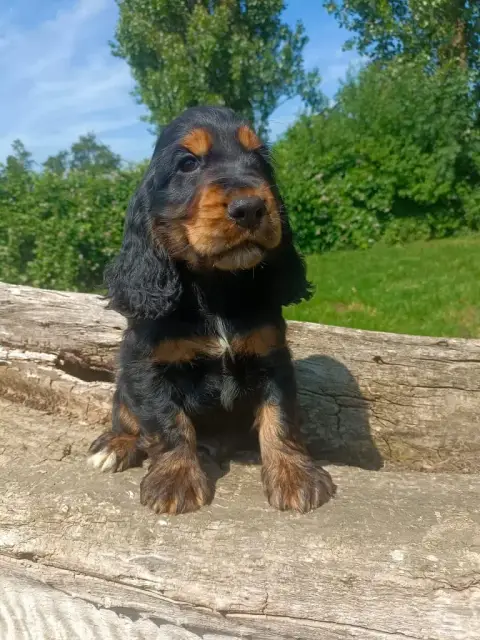 Cocker Spaniel Anglais  Chiot N°1 Des Pres Flamands e52a8