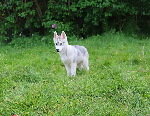 Siberian Husky  Male 3 Wolves Of The Northern Light 3e584