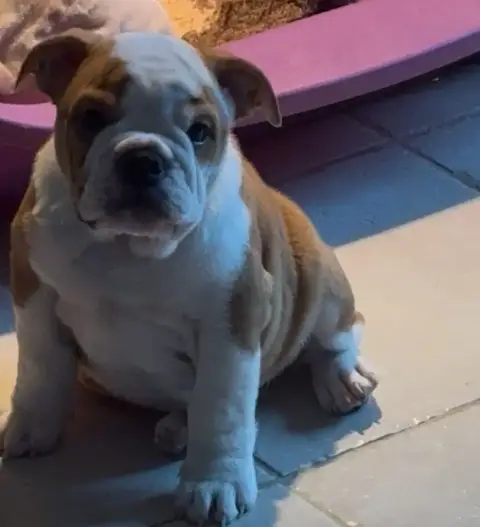 Bulldog Anglais  Alia The Bull'S Of Sweetness Marchal 3a0ae photo 2