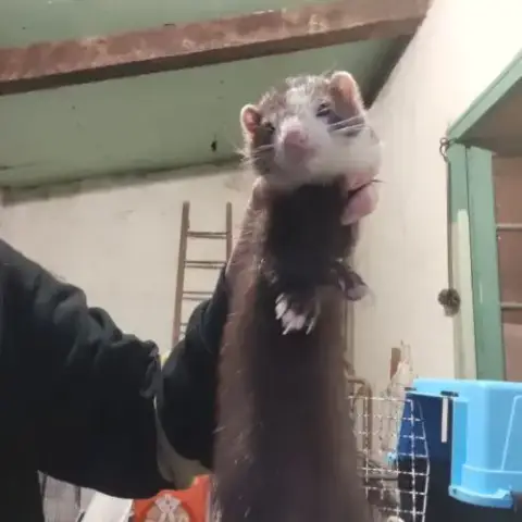 Furet Et Furette
