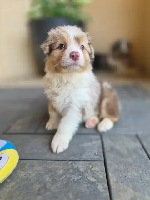 Berger Australien  Chiot photo 2