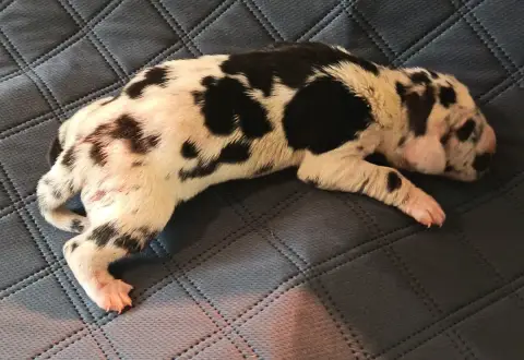 Dogue Allemand  Chiot N°4 Des Terres Du Grazo photo 3