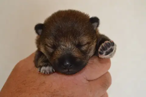 Shiba  Chiot 1 Sumidagawasou