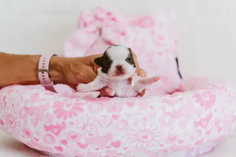 Chihuahua  Baby Bellissima Of Aphrodite Childs photo 2