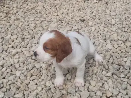 Epagneul Breton  Chiot 9 De La Centaurée Noire