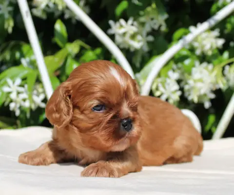 Cavalier King Charles Spaniel  Chiot N°2