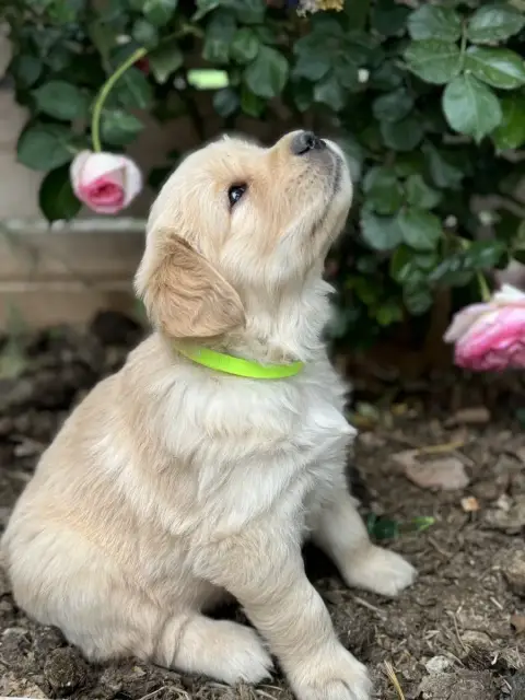 Golden Retriever  Bill