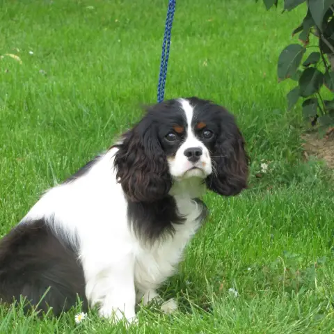 Cavalier King Charles Spaniel photo 3