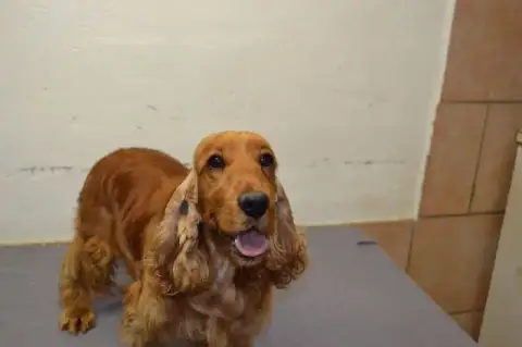 Cocker Spaniel Anglais photo 3