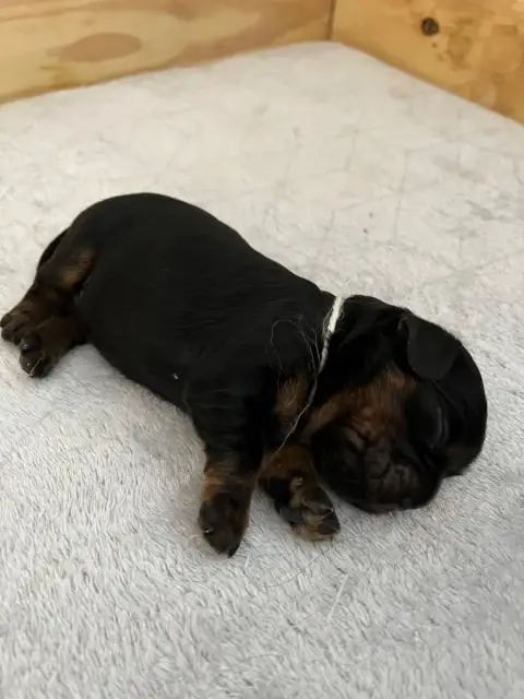 Cavalier King Charles Spaniel  Chiot N°4 Of Rapsody Q ca4a7