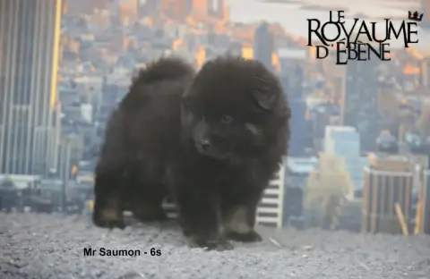 Eurasier  Mr Saumon Du Royaume D'Ebène photo 2