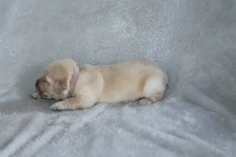 Golden Retriever photo 2