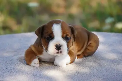 Bulldog Continental 
                        Chiot N° b1552 photo 3