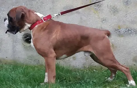 Boxer  B Des Collines Ardennaise photo 2