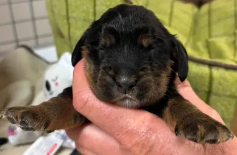 Cocker Spaniel Anglais  B................... Des Etan 387e6