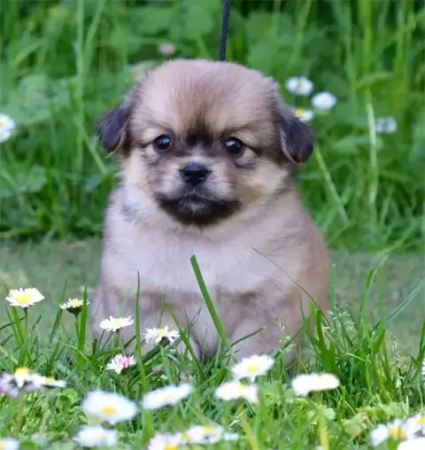 Epagneul Tibetain  Chiot N°2 De Dame Nature photo 3