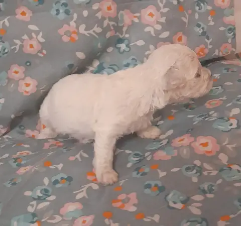 Bichon Frise  Chiot N°1 Von Bereich Sandalvi