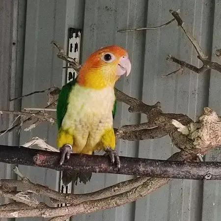 Male Caïque