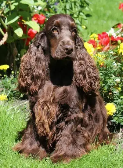 Cocker Spaniel Anglais photo 2