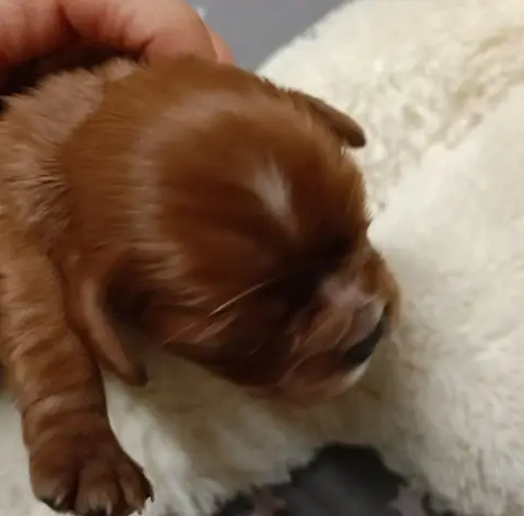 Cavalier King Charles Spaniel  Bounty Des Fauves D'Aq cd3ca