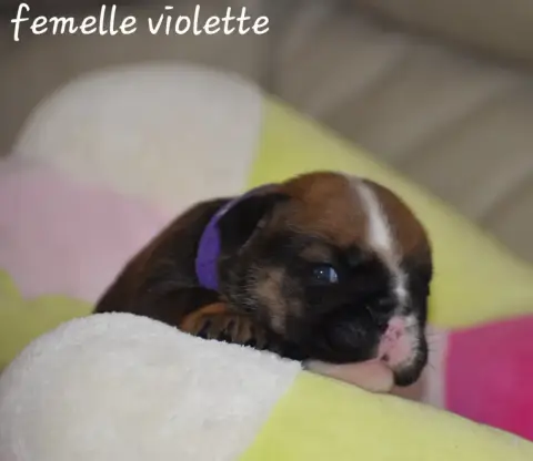 Bulldog Anglais photo 2