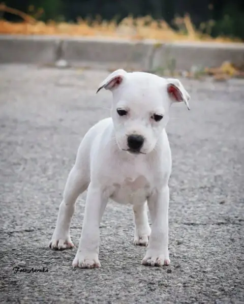 Staffordshire Bull Terrier  Bond Of Suprême Staffy'S 847ce photo 2