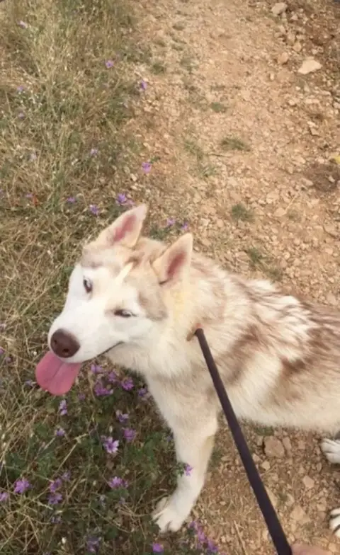 Siberian Husky  Chiot N°5 De Romane De La Fardelle photo 3