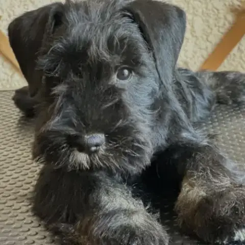 Chiot Schnauzer Nain Noir Et Argent Lof