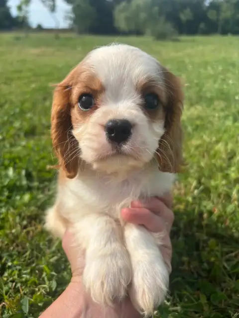 Cavalier King Charles Spaniel  B.....