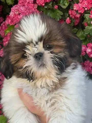 Shih Tzu  Biscuit De La Baronnerie Des Cuillerdier photo 2