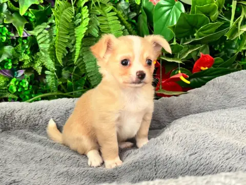 Chihuahua photo 2