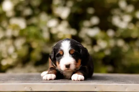 Bouvier Bernois  Chiot 10 De La Vallée De L'Hyrome