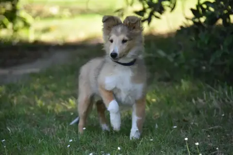 Shetland Sheepdog  Chiot 3 De La Terre De Neaure