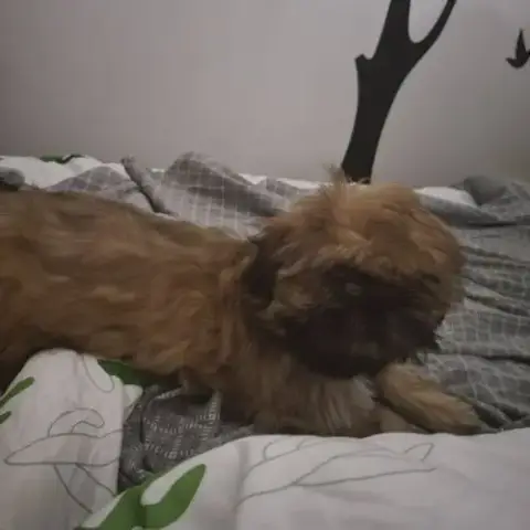 Vito Shih Tzu De