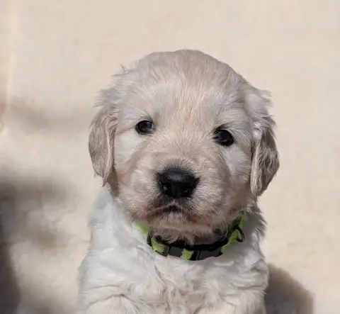 Golden Retriever  Bella De L'Esprit D'Oural